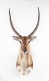 Shoulder Mounted Red Lechwe