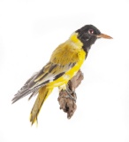 Full Mounted Black-Headed Oriole On Branch