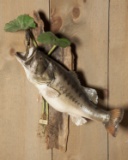 Full Wall Mounted Large Mouth Bass On Log