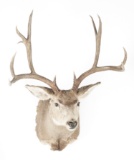 Mule Deer Shoulder Mount