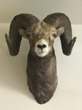 Theodore Roosevelt Trophy Ram Head Mount