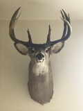 Theodore Roosevelt Trophy Deer Head Mount
