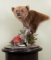 Pedestal Mount Brown Bear