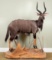 Full Mount Nyala