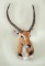 Shoulder Mount Lechwe