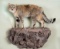 Full Mount African Wildcat