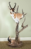 Pedestal Mount Pronghorn Antelope