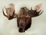 Shoulder Mount Yukon Moose