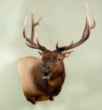 Shoulder Mount Roosevelt Elk