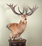 Pedestal Mount Red Stag