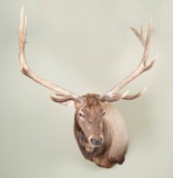 Shoulder Mount Wapiti Elk