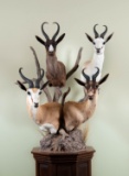 Pedestal Mount of 4 Springboks