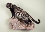 Full Mount Civet