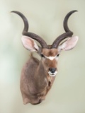 Shoulder Mount Common Kudu