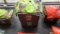 20 Unused Surveyors Safety Vest Size 2X