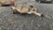 2000 Bill Jacks T14 Tag Trailer,