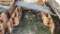 10 Masonry Scaffolding  6' 6