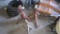3- Jack Stands