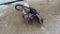 Hydraulic Auger for Dingo Skid Loader