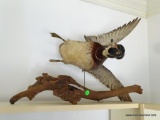 (LR) TAXIDERMY WOOD DUCK IN FLIGHT ATTACHED TO A DRIFTWOOD STAND: 22