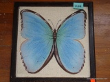 (LEFT SIDE WALL) FRAMED CANVAS PAINTED BLUE BUTTERFLY, 16