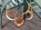 SET OF ANTLERS