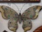 LARGE METAL BUTTERFLY DECOR