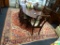 HERIZ AREA RUG; BEAUTIFUL GEOMETRIC PATTERN AND BORDER IN SHADES OF RED, TAN, BLACK, AND BLUE. MADE