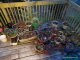 (DECK) LARGE LOT OF PLANTERS WITH POTTED PLANTS