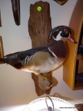 (DUCK) WALL MOUNTED TAXIDERMY WOOD DUCK SITTING ON A PIECE OF DRIFTWOOD: 12 IN X 7 IN X 20 IN