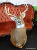 MOUNTED DEER HEAD; 8 PT WHITETAIL DEER HEAD MOUNTED TO A SHIELD SHAPED WOODEN PLAQUE. MEASURES 19 IN