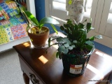(DBED) 2 POTTED PLANTS; 2 POTTED PLANTS- CHRISTMAS CACTUS AND ORCHID