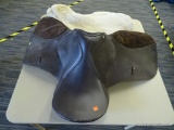 DARK BROWN 16 IN ENGLISH SADDLE; DARK BROWN LEATHER SADDLE WITH SUEDE KNEE PADS. COMES WITH A CREAM