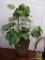 ARTIFICIAL PLANT IN ROUND BASKET BASE; LARGE LEAFY GREEN PLANT WITH DARK BROWN WOVEN BASKET AT BASE.