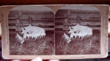 1898 Keystone Stereoscopic Photograph of Mother Pig Sow with 9 Baby Piglets 1898 era Stereoscopic