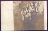 1910 PHOTO PAIR OF WHITE HORSES PULLING MAN IN BUGGY Interesting real photo postcard showing 2