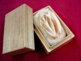 Beautiful Cut Cross Section Real Sea Shell in small Wooden Box . Beautiful cross section cut slab of