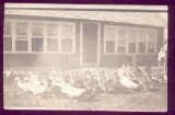 1910 PHOTO LARGE GROUP DUCKS & A FEW CHICKENS on FARM Interesting real photo postcard showing a