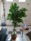 ARTIFICIAL FICUS; IS IN A BROWN WICKER PLANTER AND MEASURES APPROXIMATELY 6.5 FT TALL.