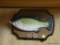 BIG MOUTH BILLY BASS; WALL MOUNTED BIG MOUTH BILLY BASS. HAS NOT BEEN TESTED.