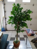 ARTIFICIAL FICUS; IS IN A BROWN WICKER PLANTER AND MEASURES APPROXIMATELY 6.5 FT TALL.