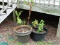 (OUT- BEHIND DECK) 3 PLANTERS; 3 VINYL PLANTERS- 1- 20 IN DIA X 17 IN H, 2- 20 IN DIA. X 12 IN H.