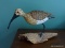 (SUNR) SHORE BIRD; WOOD CARVED SHOREBIRD ON DRIFTWOOD SIGNED LLD- 1975- 12 IN X 8 IN