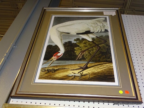 FRAMED CRANE PRINT; JOHN J. AUDUBON PRINT TITLED "HOOPING CRANE" OF A CRANE EATING BABY ALLIGATORS