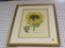 (R1) FRAMED PRINT; PRINT OF A YELLOW CHRYSANTHEMUM WITH LATIN WRITING ALONG THE BOTTOM. TRIPLE