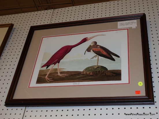 (R1) FRAMED BIRD PRINT; JOHN J. AUDUBON PRINT TITLED "SCARLET IRIS" OF TWO BIRD STANDING ON THE