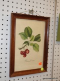 (R6) FRAMED PRINT; VINTAGE PRINT OF A CHERRIES STILL ON THE BRANCH WITH WRITING AT THE BOTTOM.