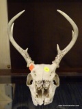 (R1) DECORATIVE DEER SKULL; BLEACHED DEER SKULL WITH INTACT ANTLERS.