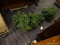 (R1) MATCHING TOP AND BOTTOM SECTION TO AN ARTIFICIAL CHRISTMAS TREE.
