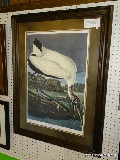 JOHN J. AUDUBON "WOOD IBIS" FRAMED PRINT; DEPICTS A WHITE COLORED IBIS DRINKING FROM THE WATER.
